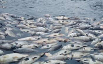 Ikan Mas Mati Massal di Waduk Jatiluhur, Petani KJA Rugi Hingga Rp 100 Juta