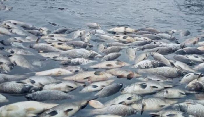 Ikan Mas Mati Massal di Waduk Jatiluhur, Petani KJA Rugi Hingga Rp 100 Juta