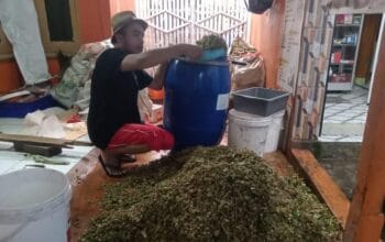 Pemuda Cihampelas Sulap Eceng Gondok Jadi Pakan Ternak, Upaya Pulihkan Sungai Citarum