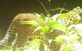 Kamera Tersembunyi di Gunung Sanggabuana Ungkap Fakta Mengejutkan Perburuan Macan Tutul