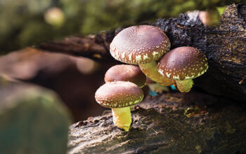 Jamur Shiitake Masuk Radar Industri Chip, Ancaman Baru bagi Dominasi Silikon? 4 Jamur shiitake kini tidak hanya menarik perhatian peneliti, tetapi juga mulai masuk dalam radar diskusi industri semikonduktor global.