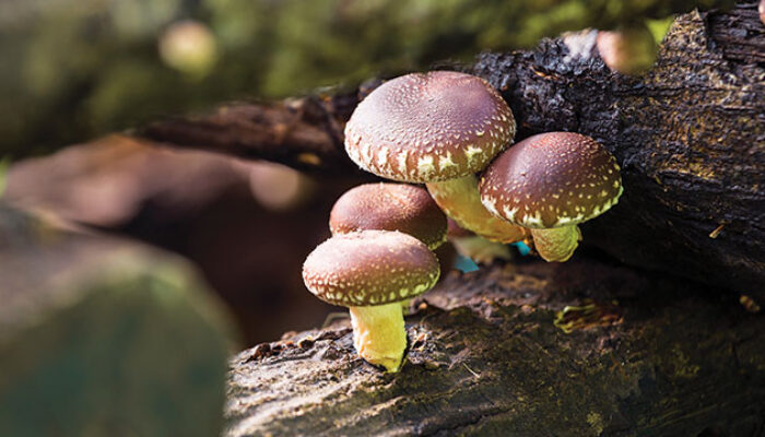 Jamur Shiitake Masuk Radar Industri Chip, Ancaman Baru bagi Dominasi Silikon?