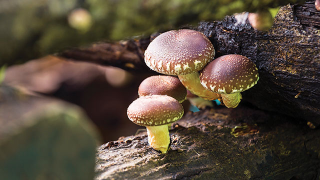 Jamur shiitake kini tidak hanya menarik perhatian peneliti, tetapi juga mulai masuk dalam radar diskusi industri semikonduktor global.