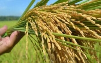 Luas Panen Padi di Jawa Barat Tembus 1,76 Juta Hektare, Tren Positif Kinerja 2025