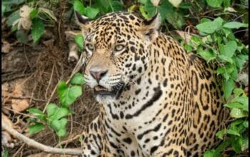 Macan Tutul Masuk Permukiman Warga Pacet Bandung, Dua Terluka Saat Coba Menangkap