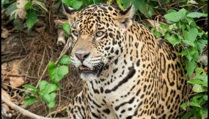 Macan Tutul Masuk Permukiman Warga Pacet Bandung, Dua Terluka Saat Coba Menangkap