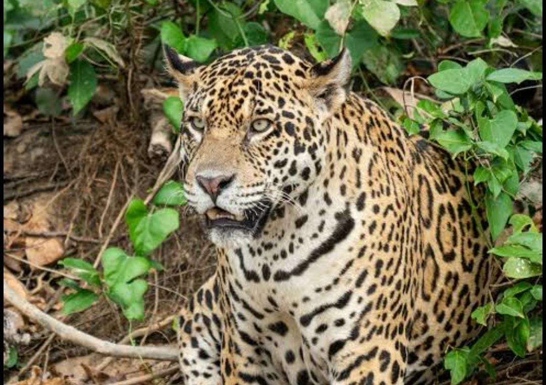 Ilustrasi macan tutul yang masuk ke pemukiman warga Pacet Bandung. (Ist)