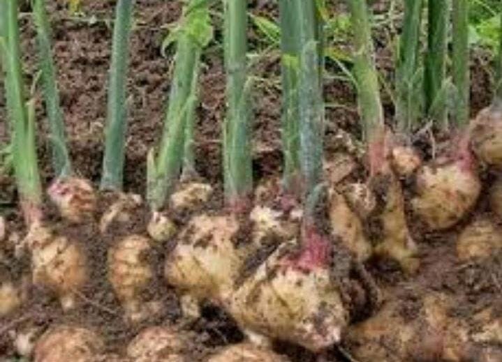 Dari Lahan Bekas Cabai Petani Ciburahol Panen 8 Ton Jahe Gajah 1 Jahe Gajah jadi primadona baru di Sukabumi yang bisa hasilkan 8 ton jahe gajah per panen. (XJabar)