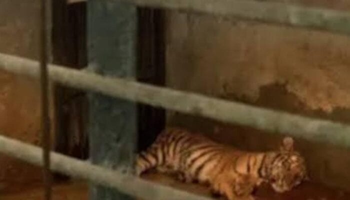 Terungkap! Huru dan Hara Ternyata Mati Setelah Diserang Virus Distemper