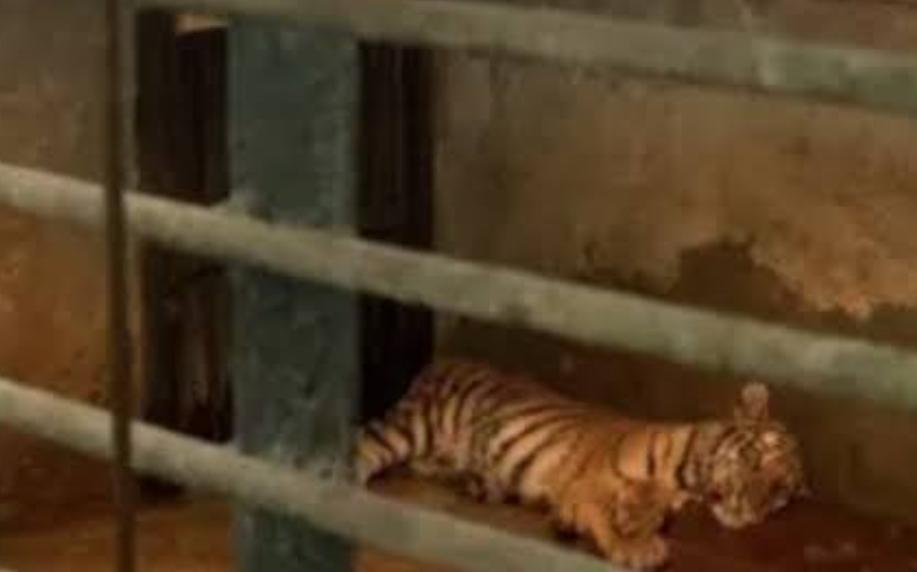 Terungkap! Huru dan Hara Ternyata Mati Setelah Diserang Virus Distemper 1 Bandung Zoo akan dihidupkan kembali dengan pengelola yang baru. (Ist)