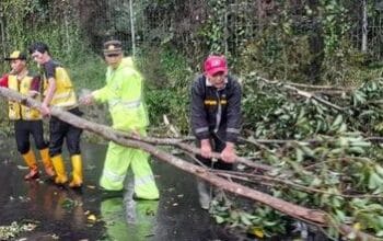 Petugas BPBD Kota Bandung mengevakuasi pohon tumbang akibat hujan deras dan angin kencang. (Dok BPBD Kota Bandung)