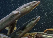 Peneliti BRIN ungkap ikan sidat Indonesia miliki kandungan Omega-3 lebih tinggi dari salmon.