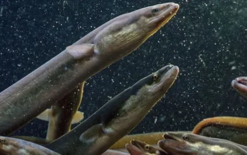 Ikan Sidat Asal Indonesia Kalahkan Salmon dalam Kandungan Omega-3, Ini Faktanya