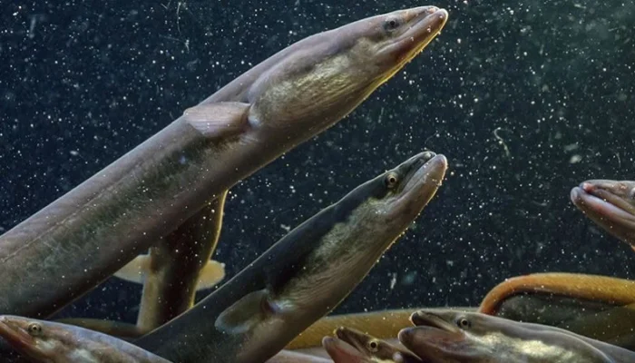 Ikan Sidat Asal Indonesia Kalahkan Salmon dalam Kandungan Omega-3, Ini Faktanya