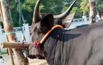 Stok Sapi dan Domba Kurban Tahun Ini Meningkat di Jawa Barat 3 Stok domba dan sapi kurban di Jawa Barat mengalami peningkatan tahun ini. (Dok)