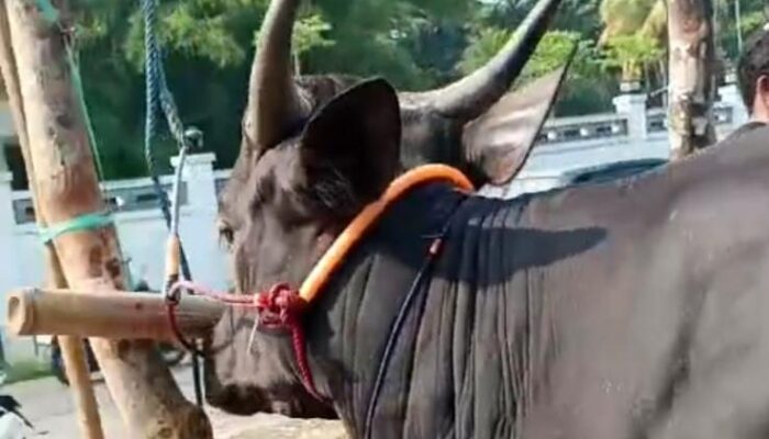 Stok Sapi dan Domba Kurban Tahun Ini Meningkat di Jawa Barat