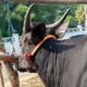 Stok domba dan sapi kurban di Jawa Barat mengalami peningkatan tahun ini. (Dok)