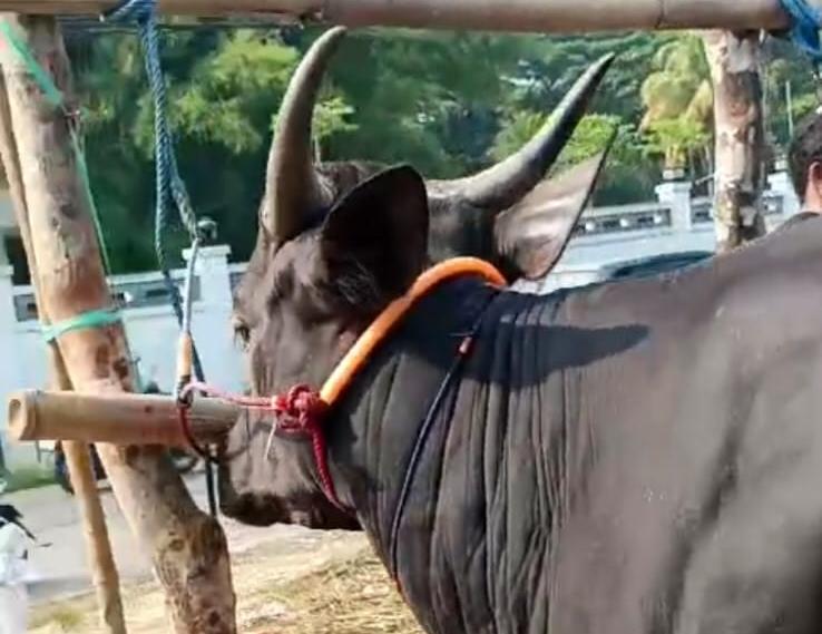 Stok domba dan sapi kurban di Jawa Barat mengalami peningkatan tahun ini. (Dok)