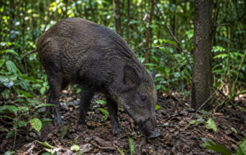 Dua Warga Terluka Diserang Babi Hutan yang Tiba-tiba Masuk Pemukiman di Bandung Barat 5 file 00000000e6f081faa3ac45a033133384