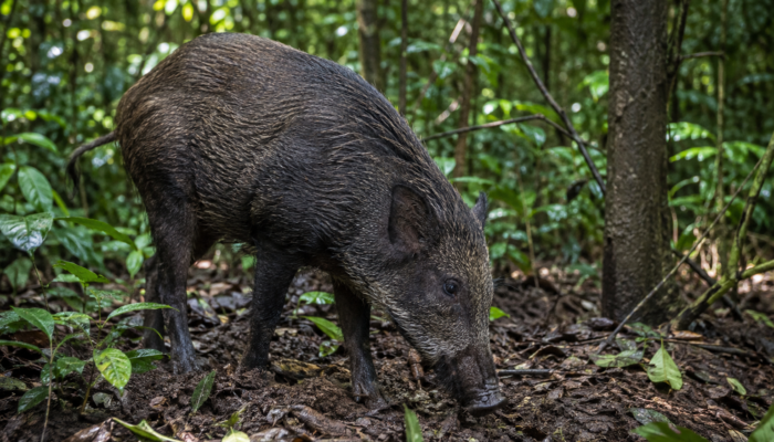 Dua Warga Terluka Diserang Babi Hutan yang Tiba-tiba Masuk Pemukiman di Bandung Barat
