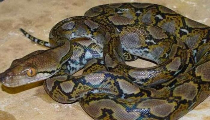 Heboh Sanca Batik 3 Meter Muncul di Pasar Palabuhanratu, Damkar Turun Tangan